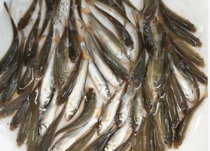 銀鱈魚魚苗